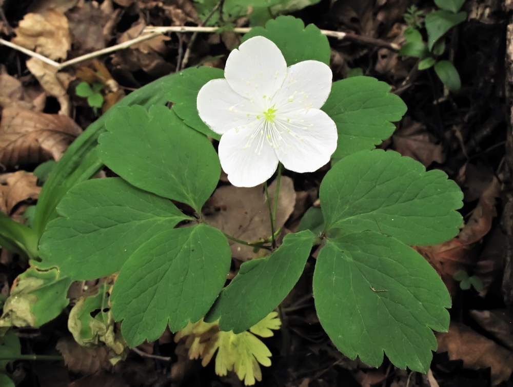 Изображение особи Anemone udensis.