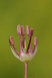 Allium taschkenticum