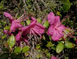 Rhododendron ledebourii