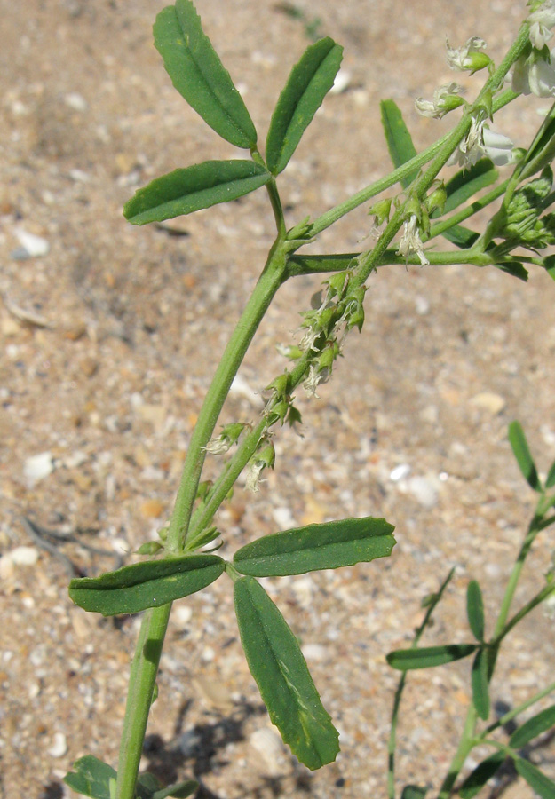 Image of Melilotus albus specimen.