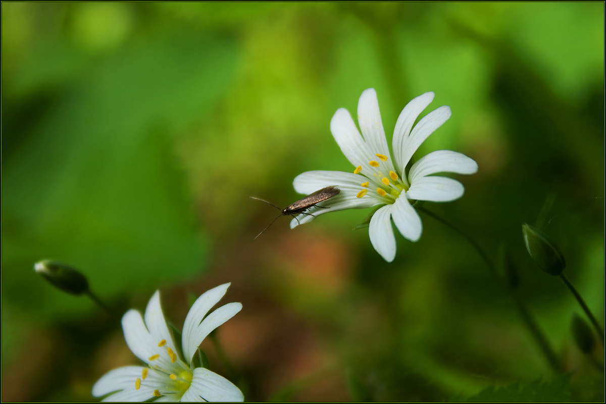 Image of Stellaria holostea specimen.