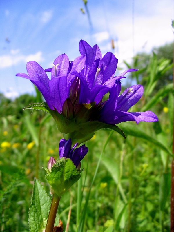 Image of Campanula glomerata specimen.
