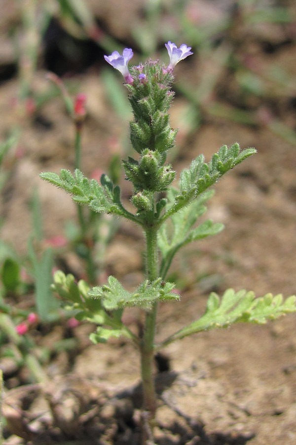 Image of Verbena supina specimen.