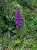 Orchis mascula