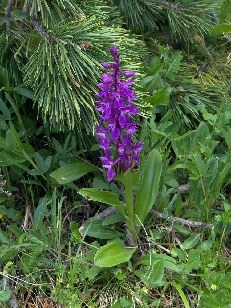 Изображение особи Orchis mascula.