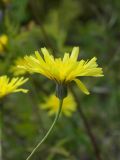 Crepis sonchifolia