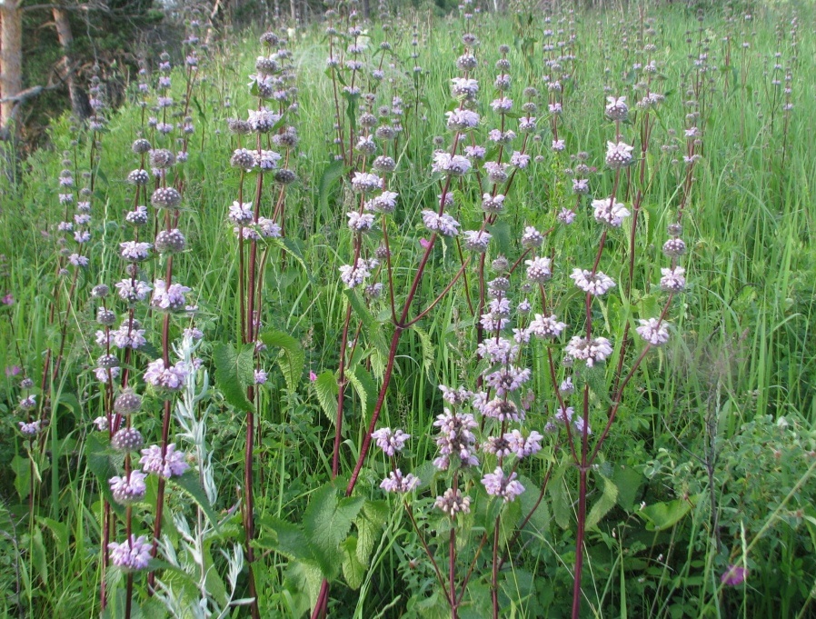 Image of Phlomoides tuberosa specimen.