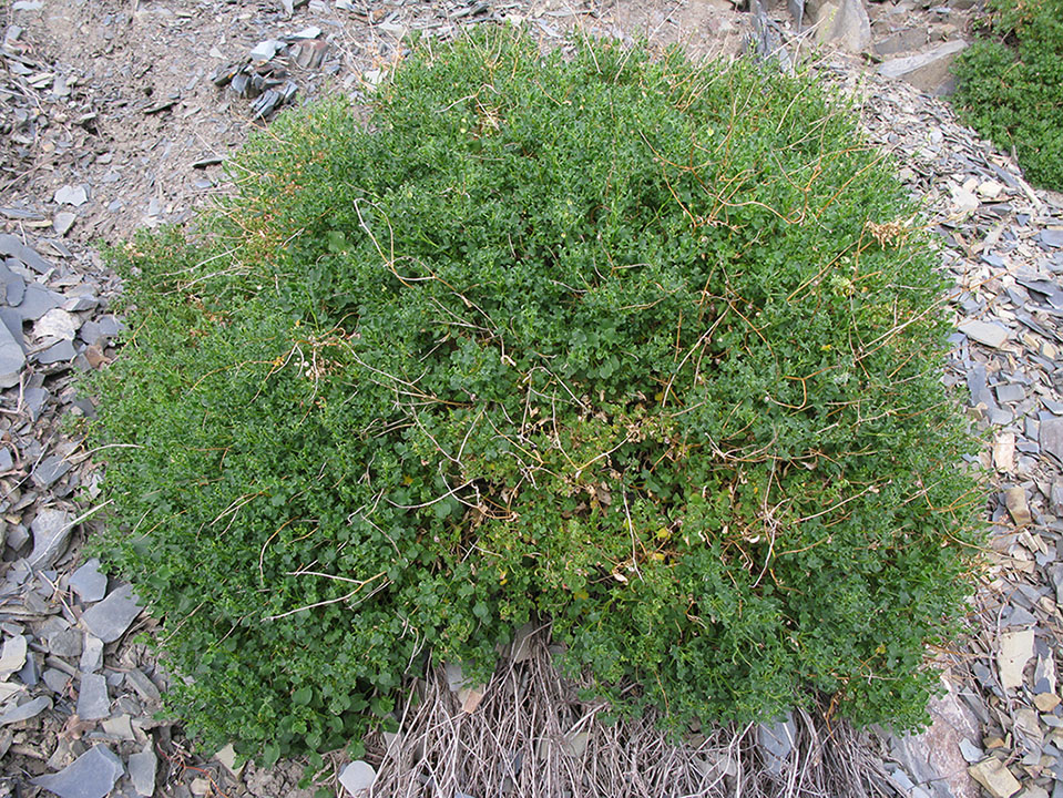 Изображение особи Rumex hastifolius.