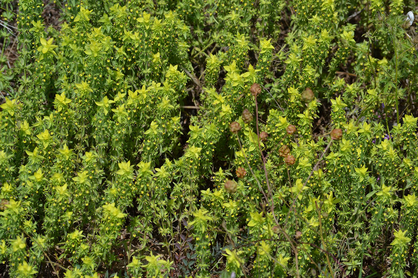 Image of Sideritis montana specimen.