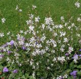 Gaura lindheimeri