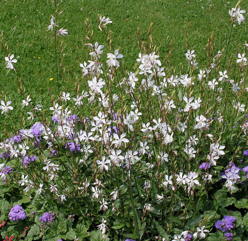 Image of Gaura lindheimeri specimen.