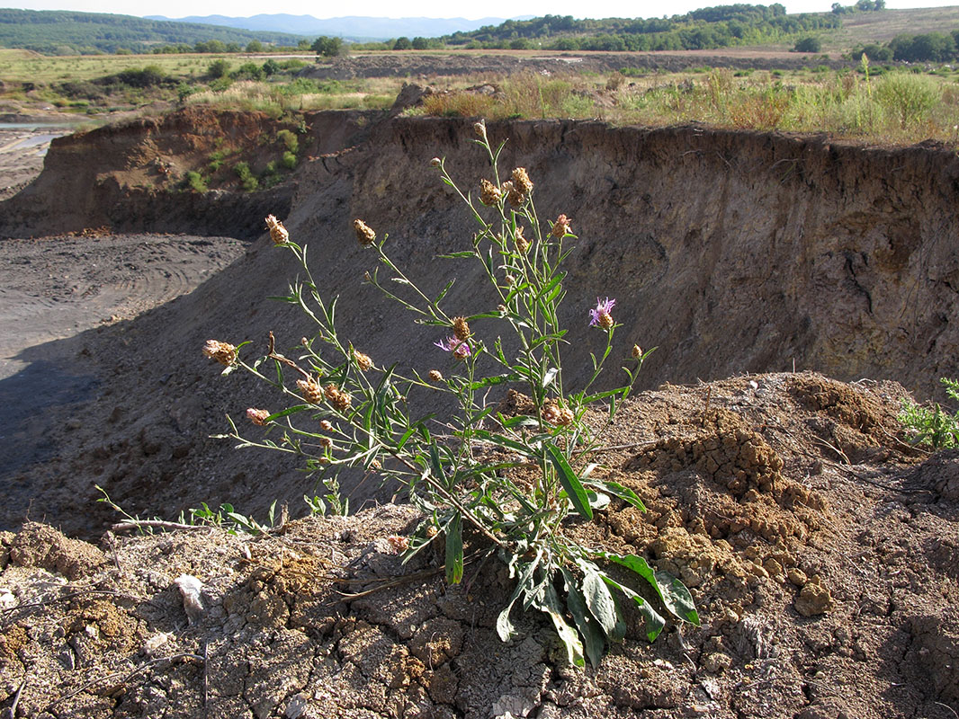 Image of Centaurea jacea ssp. substituta specimen.