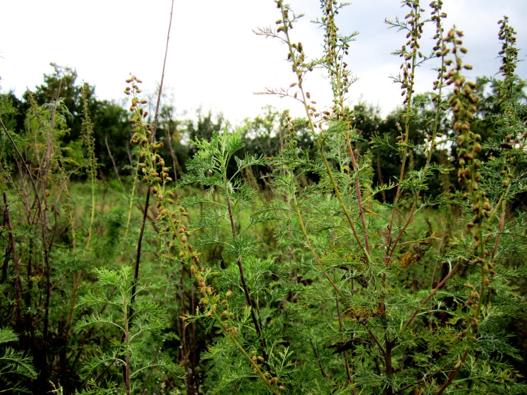 Изображение особи Artemisia abrotanum.