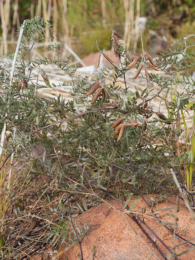 Изображение особи Vicia cracca.