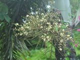 Wodyetia bifurcata. Соцветие. Таиланд, национальный парк Си Пханг-нга. 19.06.2013.