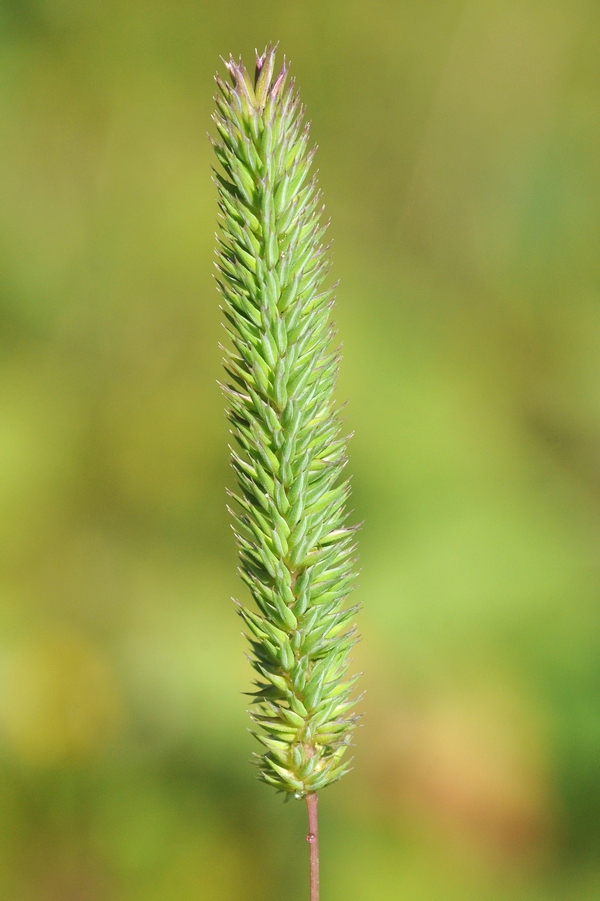 Изображение особи Phleum phleoides.