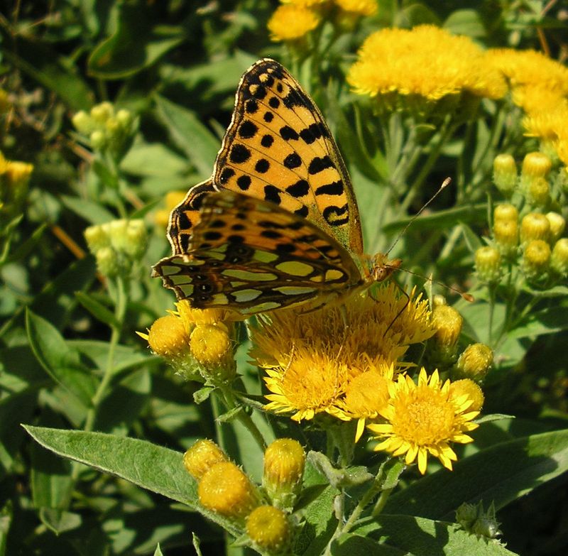 Изображение особи Inula germanica.