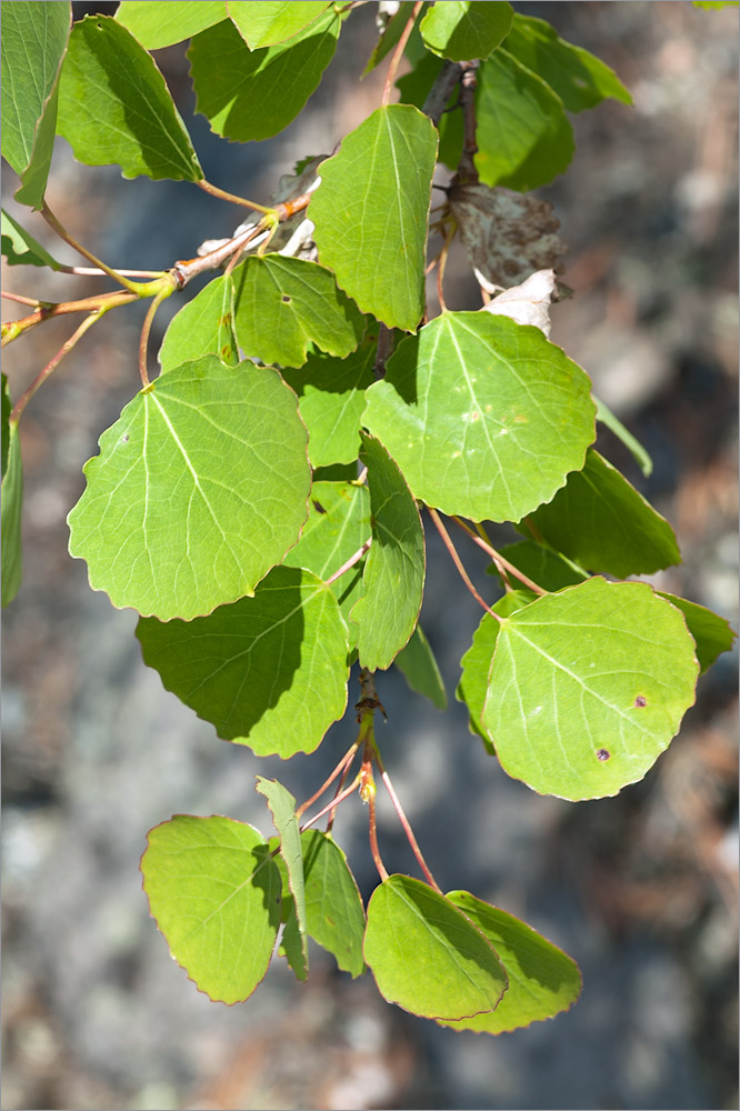 Image of Populus tremula specimen.