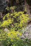 Ferula ugamica. Соцветия. Южный Казахстан, хр. Каржантау, ущ. Бургулюк. 05.06.2013.