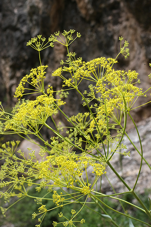 Изображение особи Ferula ugamica.