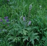 Aconitum septentrionale