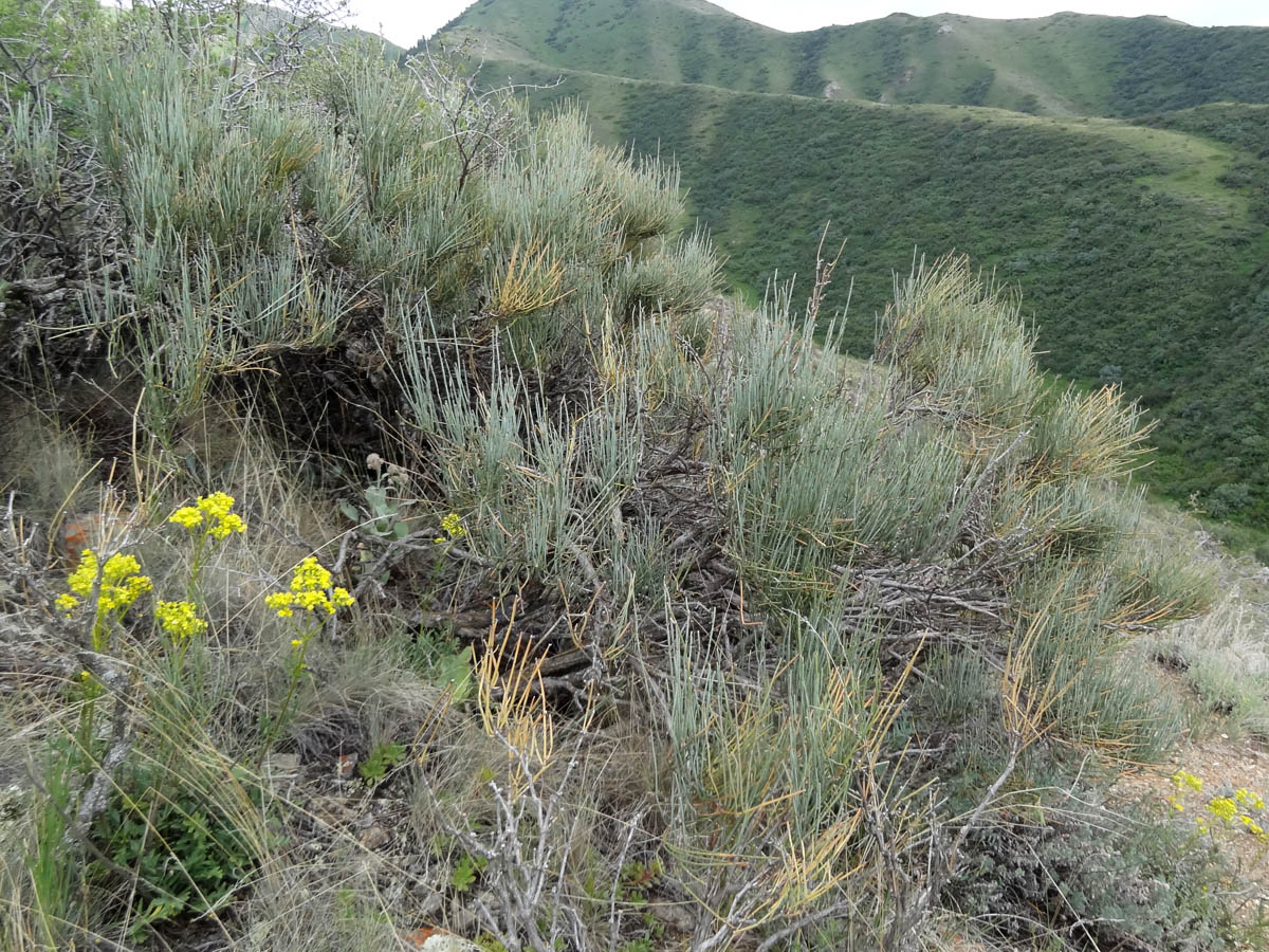 Image of Ephedra intermedia specimen.