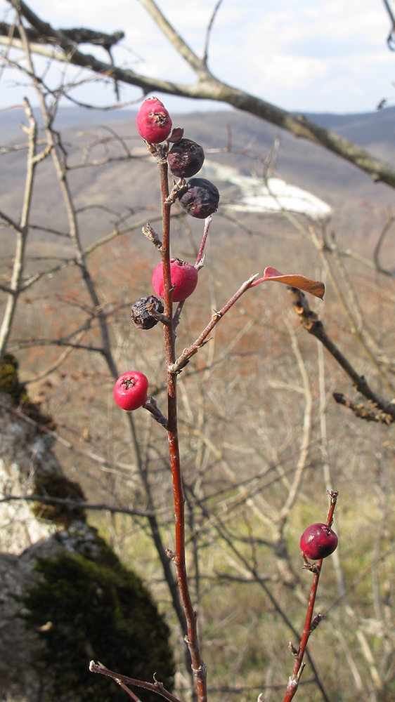 Изображение особи Cotoneaster suavis.