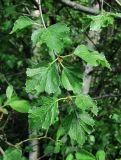 Betula pubescens