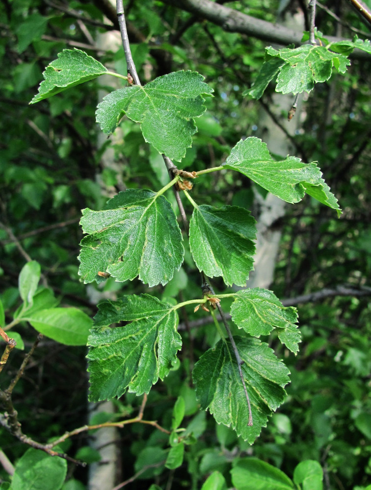 Image of Betula pubescens specimen.