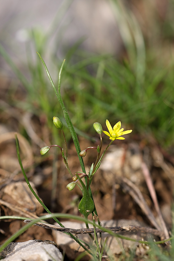 Image of genus Gagea specimen.