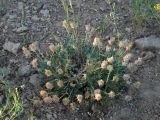 Astragalus pseudonobilis