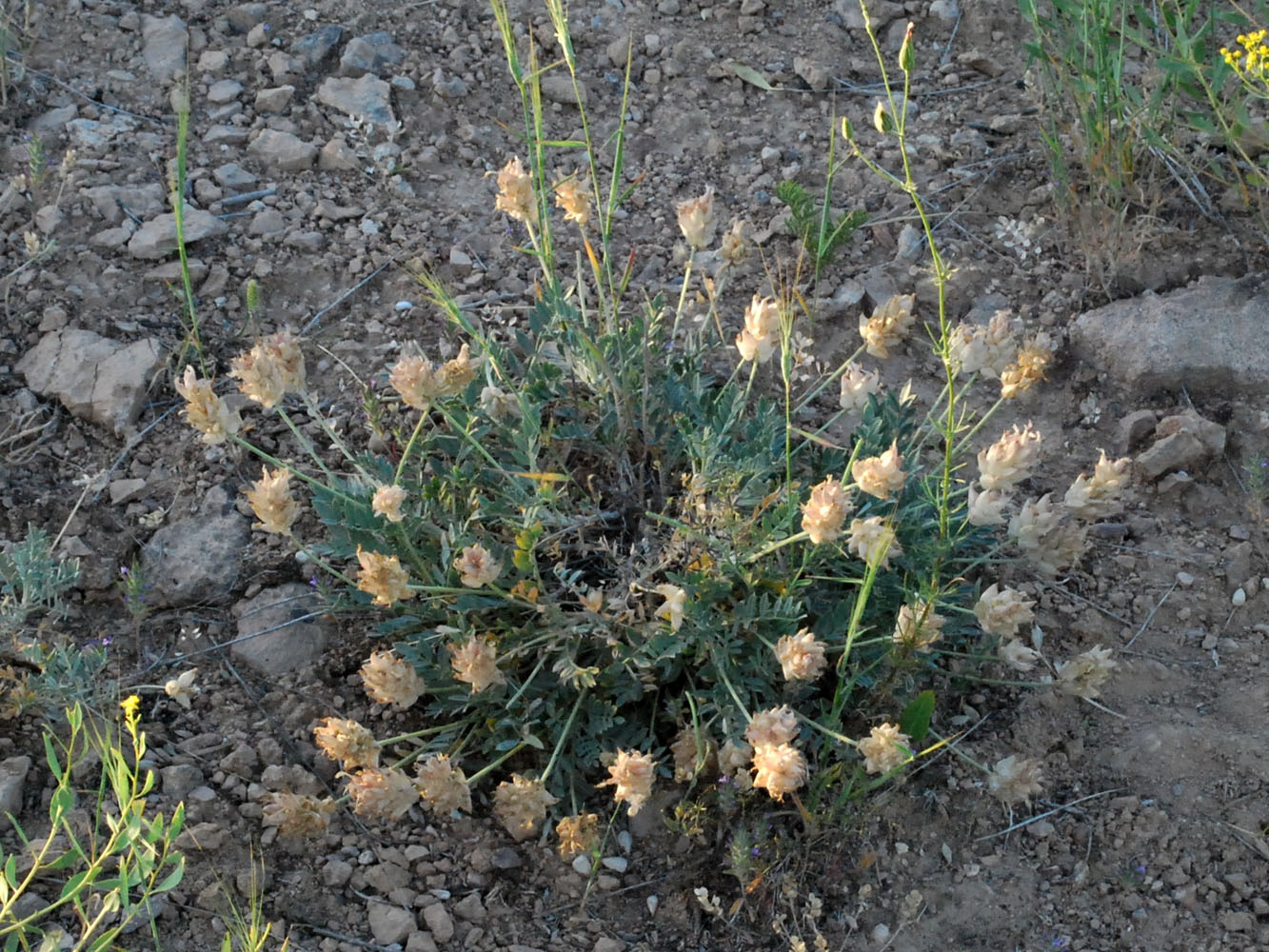 Изображение особи Astragalus pseudonobilis.