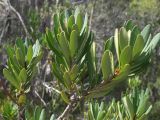 Banksia marginata. Ветвь. Австралия, о. Тасмания, национальный парк \"Крэдл Маунтин\". 02.03.2009.
