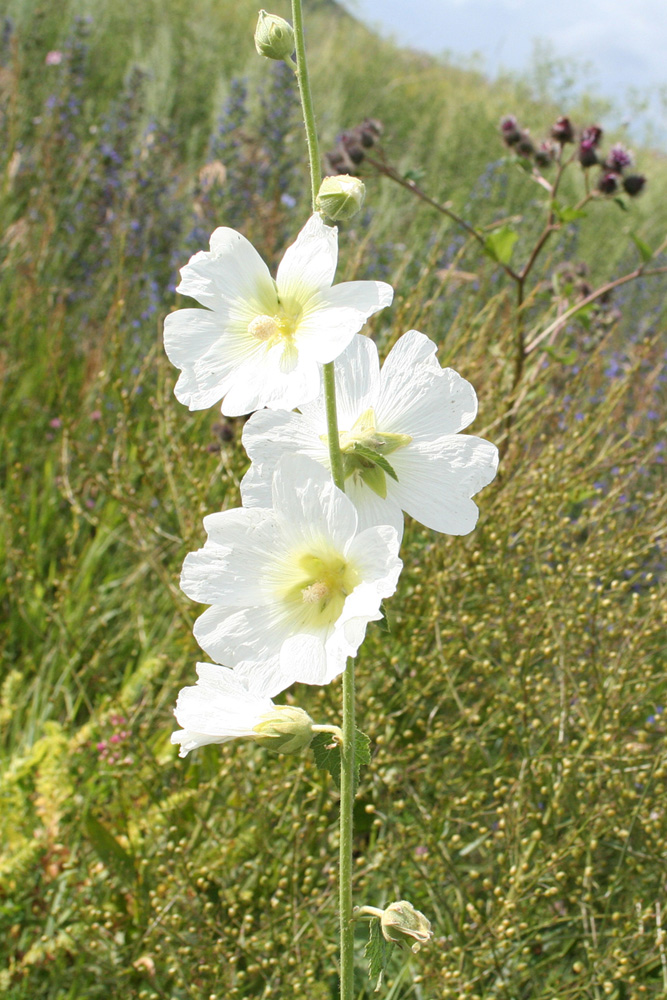 Изображение особи Alcea nudiflora.