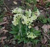 Primula elatior. Цветущее растение. Германия, г. Дюссельдорф, Ботанический сад университета. 02.03.2014.