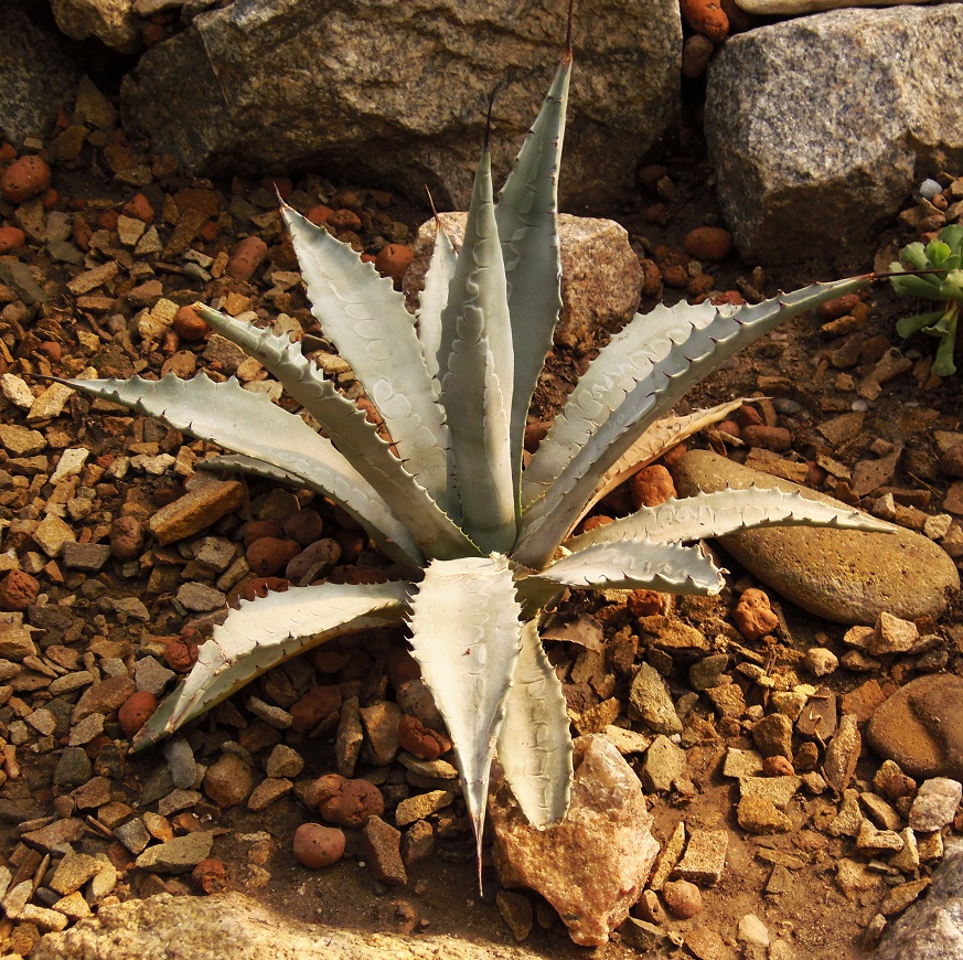 Изображение особи Agave americana.