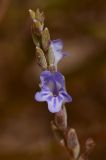 Lavandula coronopifolia. Верхушка соцветия. Израиль, Эйлатские горы, окр. киббуца Элифаз, русло нахаль Тимна. 05.03.2014.