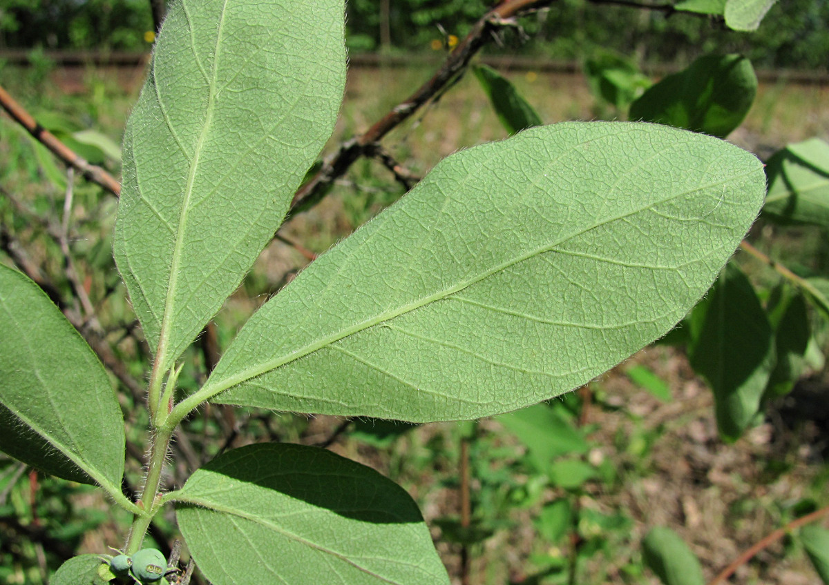 Изображение особи Lonicera pallasii.