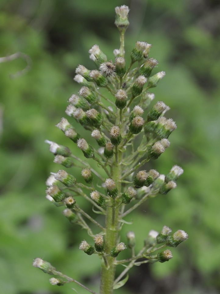 Image of Petasites ochroleucus specimen.