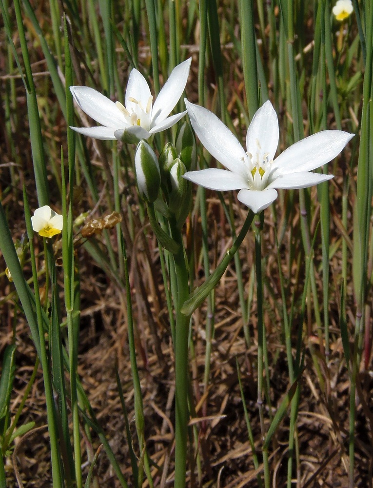 Image of Ornithogalum kochii specimen.