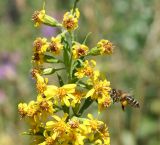 Solidago virgaurea