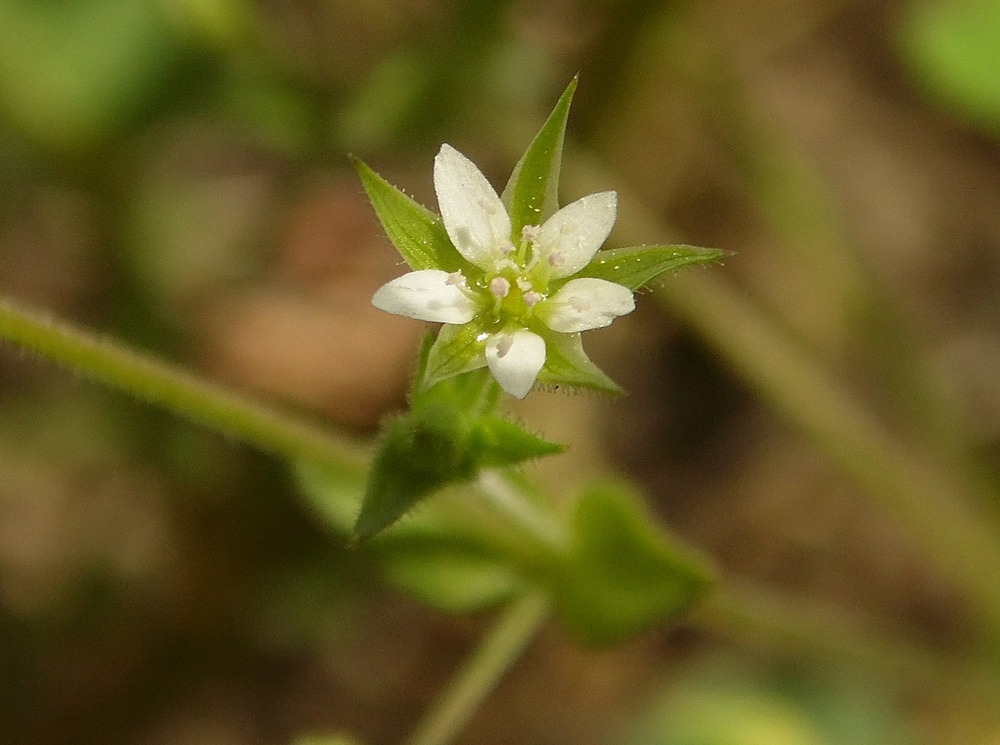 Image of Arenaria uralensis specimen.