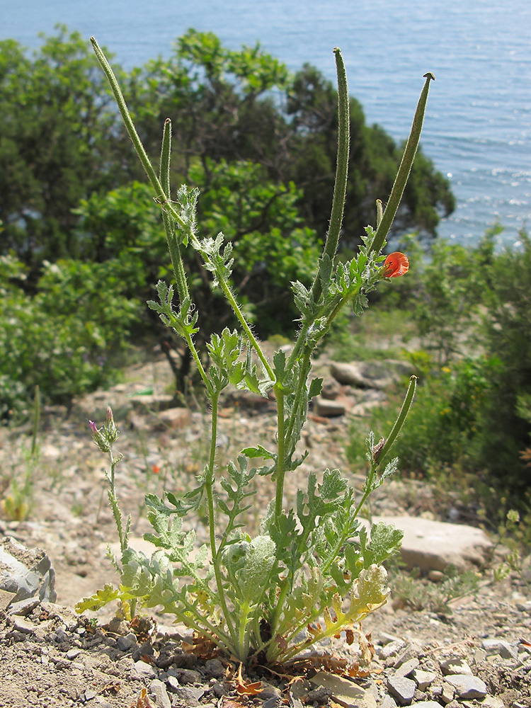 Изображение особи Glaucium corniculatum.