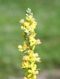 Image of taxon representative. Author is Тамара Риб