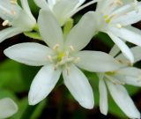 Clintonia udensis