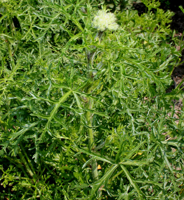 Image of Malva moschata specimen.