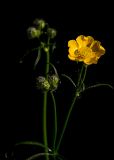 genus Ranunculus