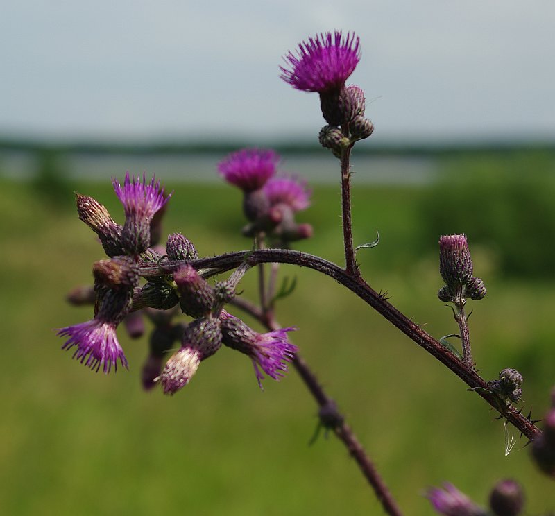 Изображение особи Cirsium palustre.