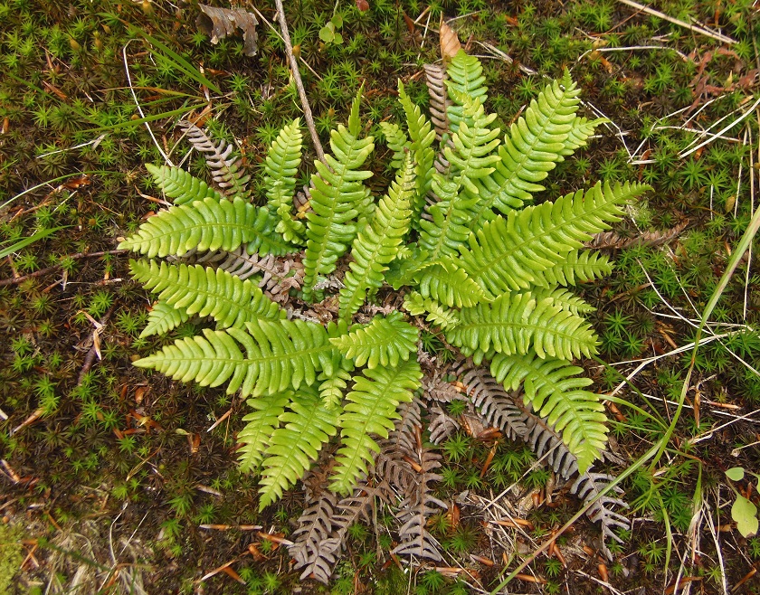 Изображение особи Blechnum spicant.