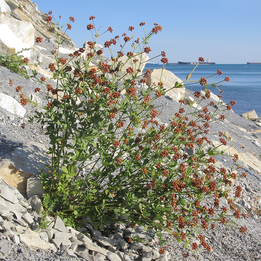 Image of Dorycnium herbaceum specimen.